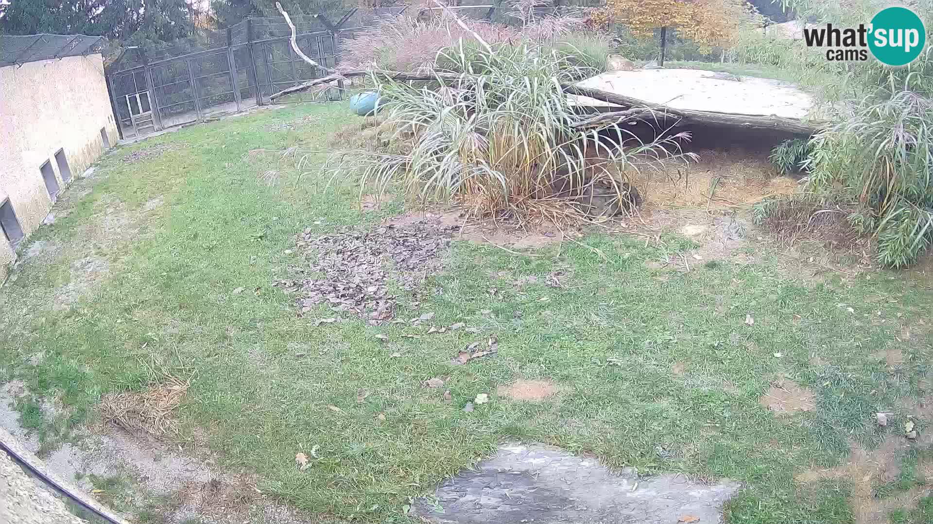 LEVI spletna kamera v živalskem vrtu Ljubljana Zoo