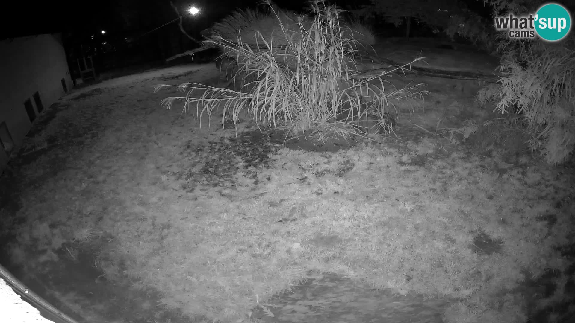 LION webcam en direct du zoo de Ljubljana – Slovénie