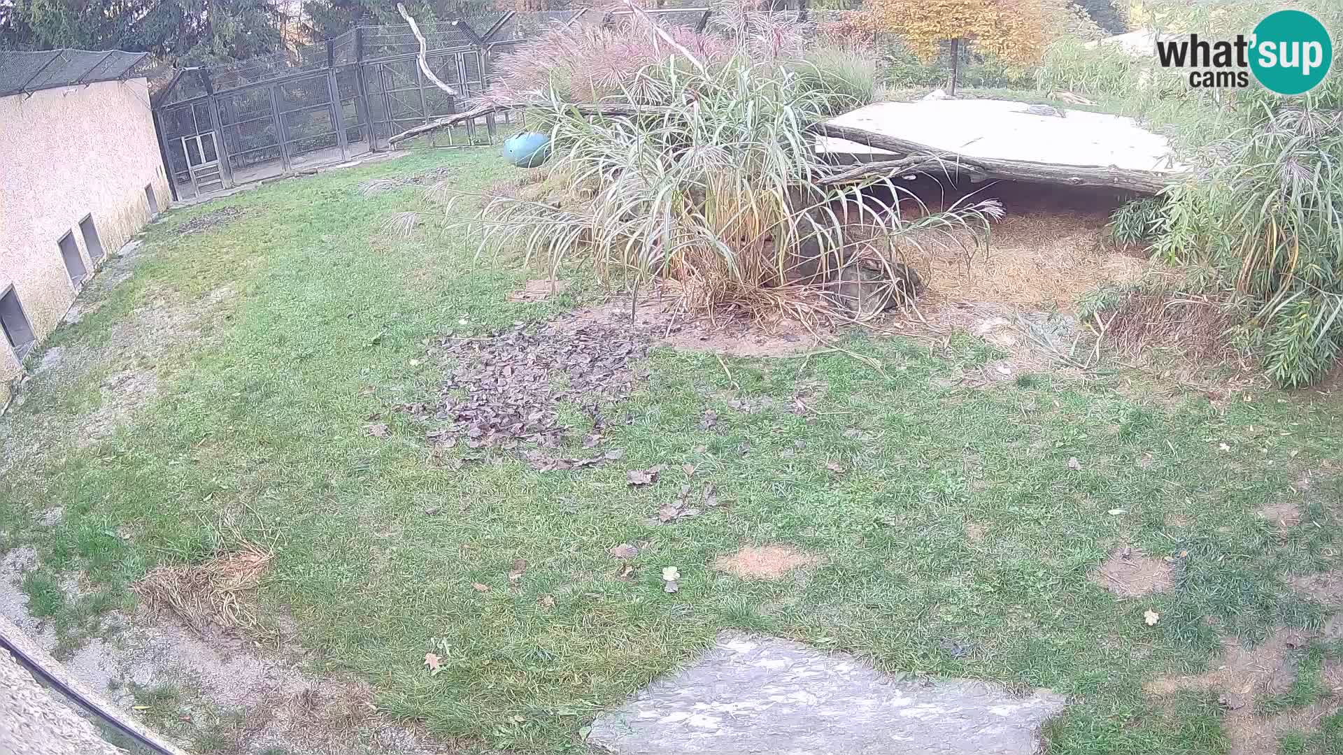 Löwe live Webcam im Zoo von Ljubljana – Slowenien