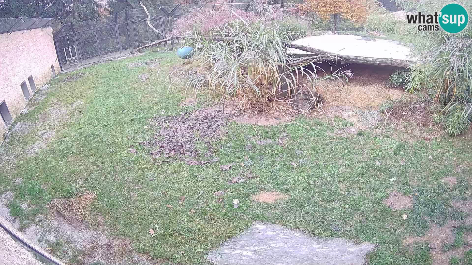 LEONE live Webcam nello zoo di Lubiana – Slovenia