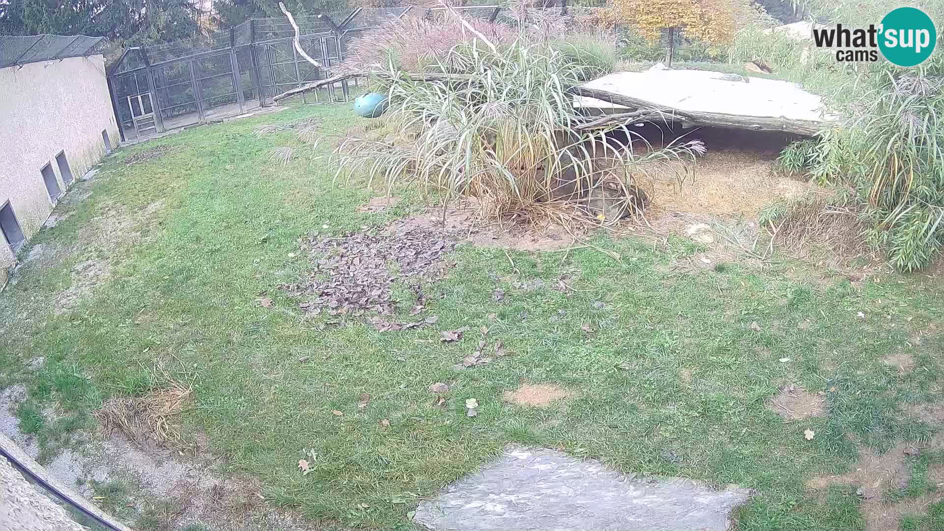 LEON Webcam en vivo en Ljubljana Zoo – Eslovenia