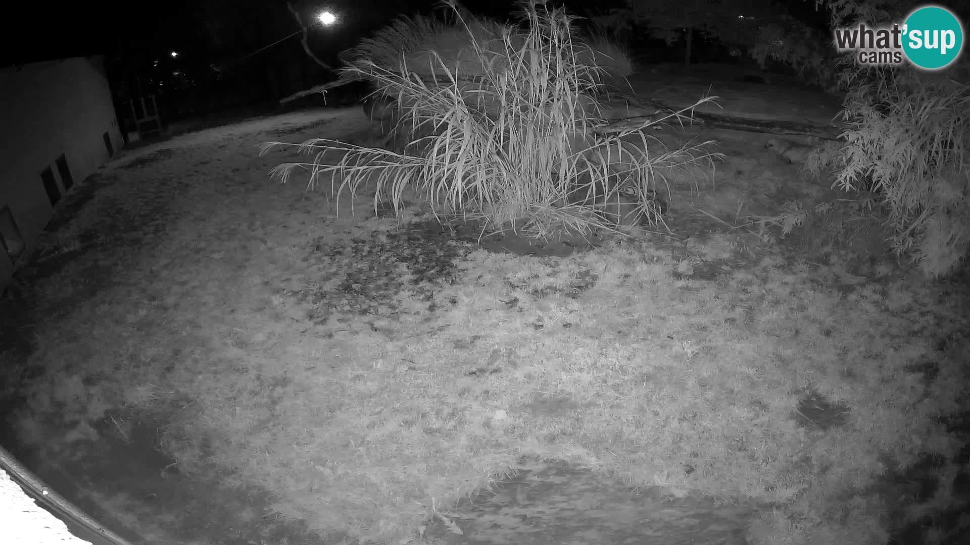 LEON Webcam en vivo en Ljubljana Zoo – Eslovenia