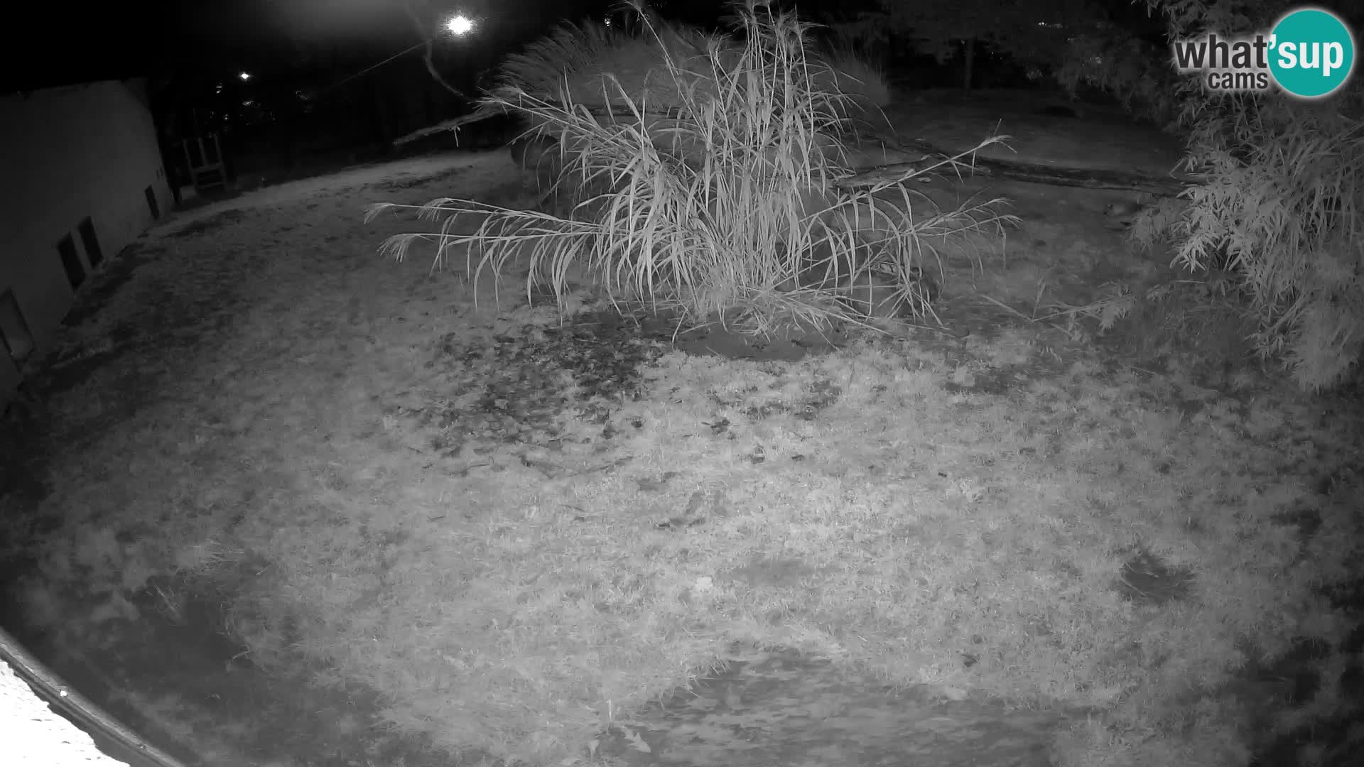 LION webcam en direct du zoo de Ljubljana – Slovénie
