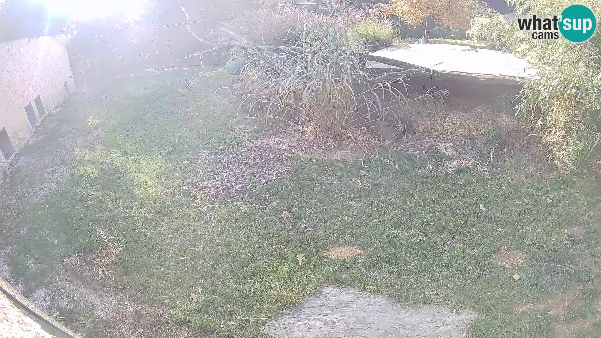LION live Webcam in Ljubljana Zoo – Slovenia