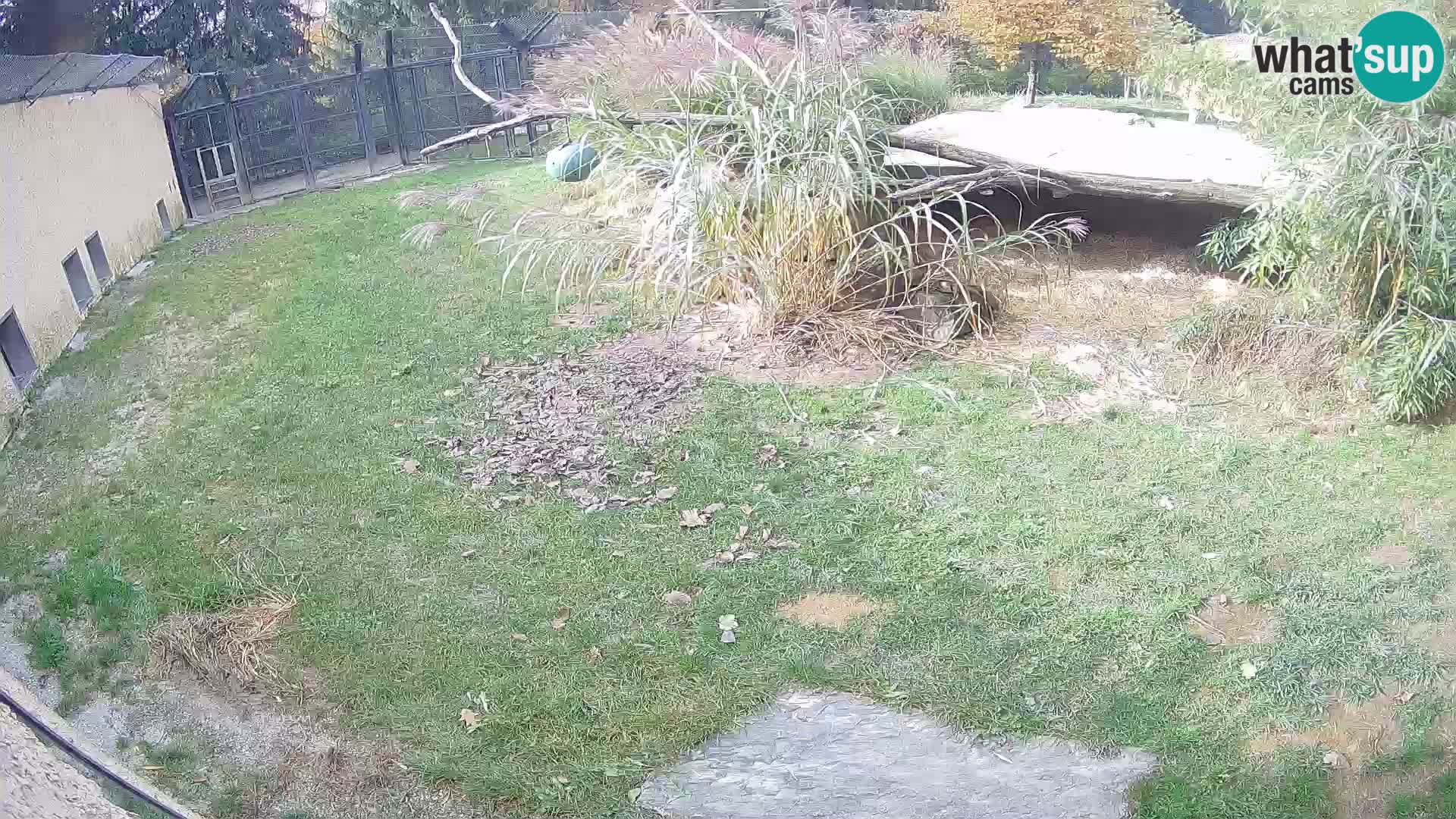 LEONE live Webcam nello zoo di Lubiana – Slovenia