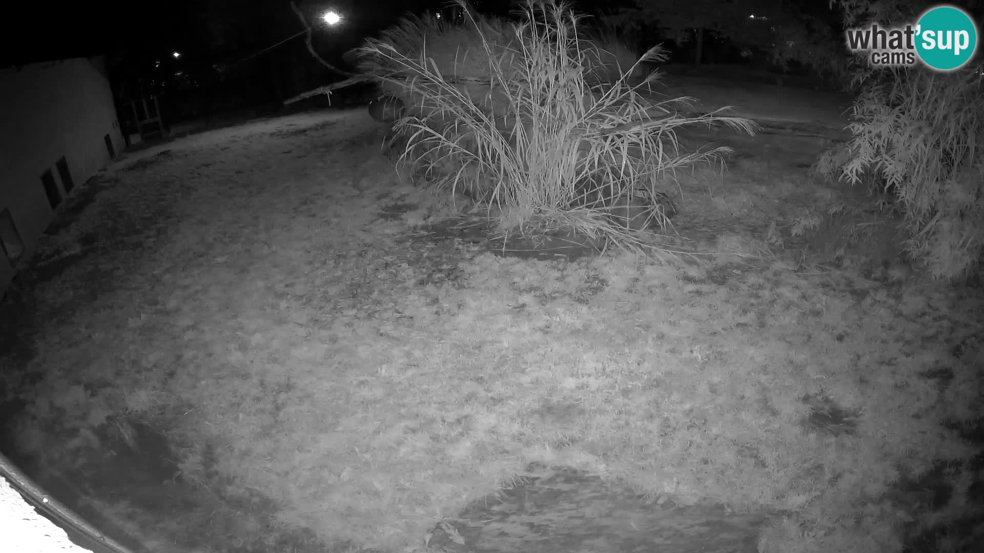 LEONE live Webcam nello zoo di Lubiana – Slovenia
