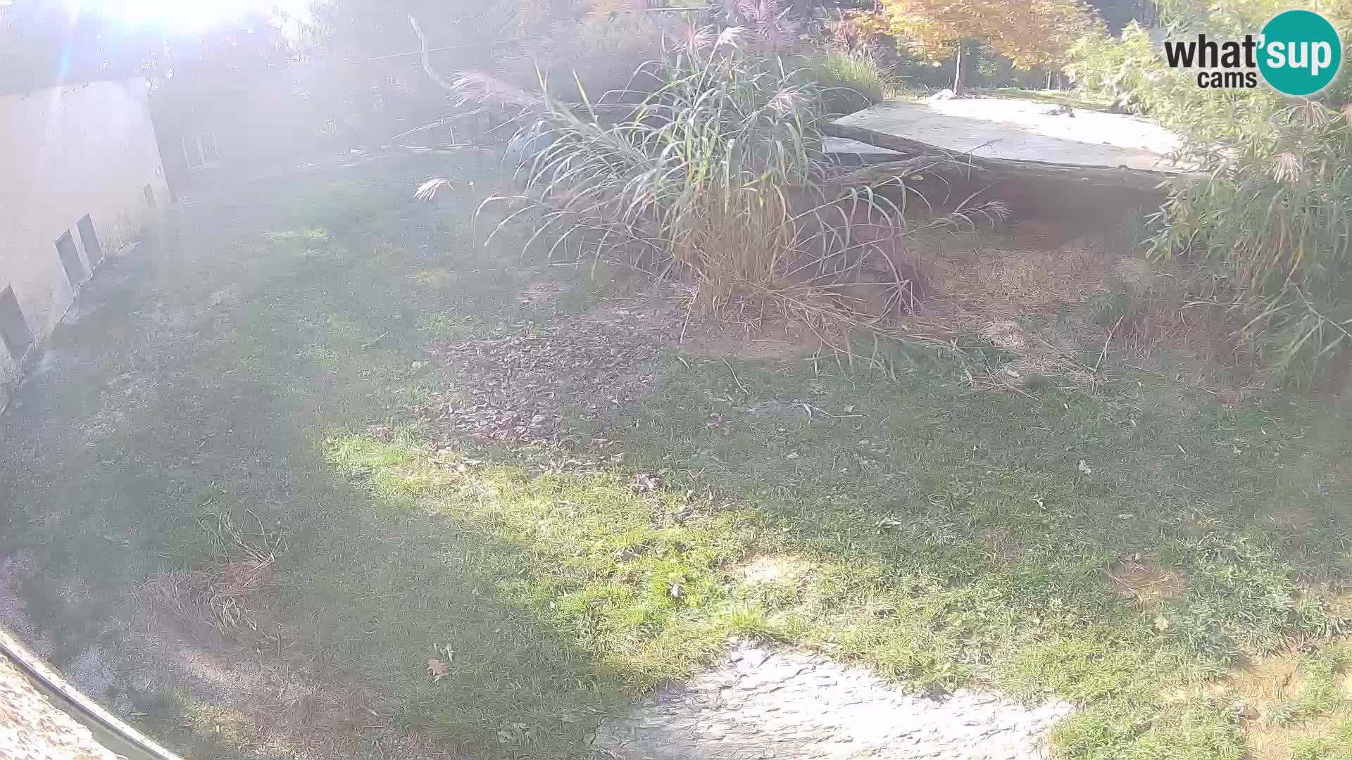 LEON Webcam en vivo en Ljubljana Zoo – Eslovenia