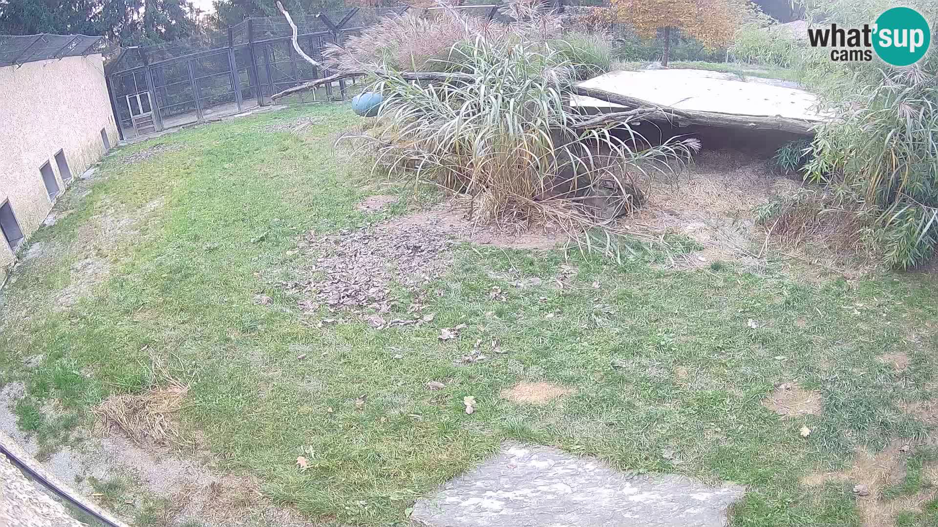LION live Webcam in Ljubljana Zoo – Slovenia