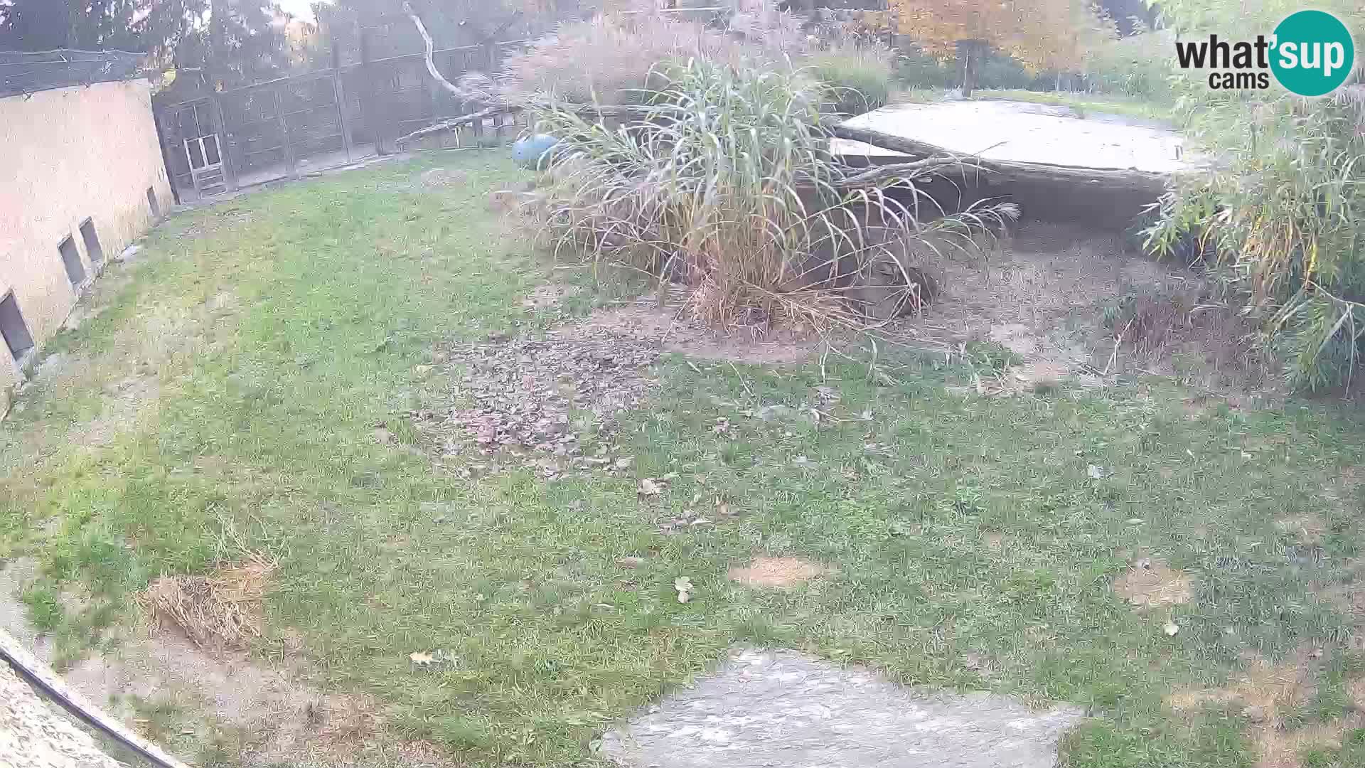 LION webcam en direct du zoo de Ljubljana – Slovénie