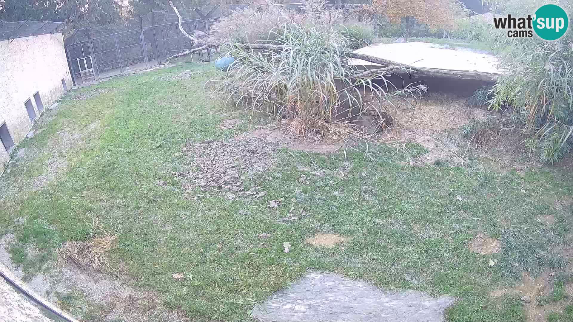 LION webcam en direct du zoo de Ljubljana – Slovénie