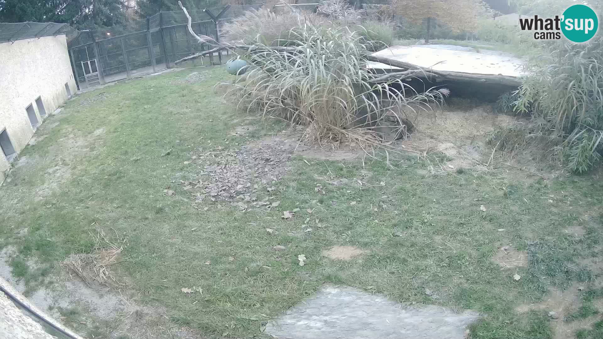 LEVI spletna kamera v živalskem vrtu Ljubljana Zoo