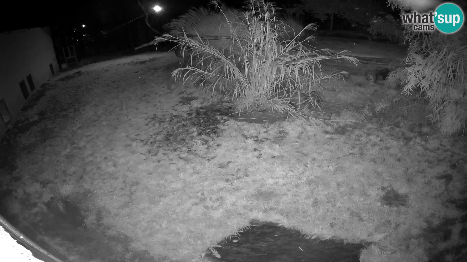 LION webcam en direct du zoo de Ljubljana – Slovénie