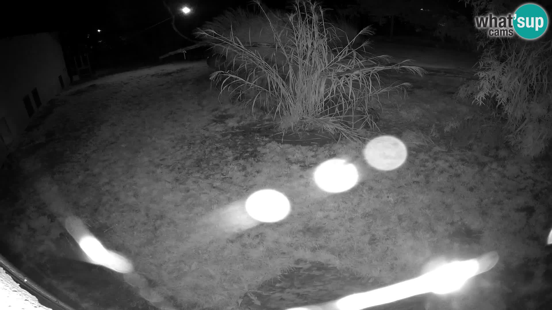 LEONE live Webcam nello zoo di Lubiana – Slovenia