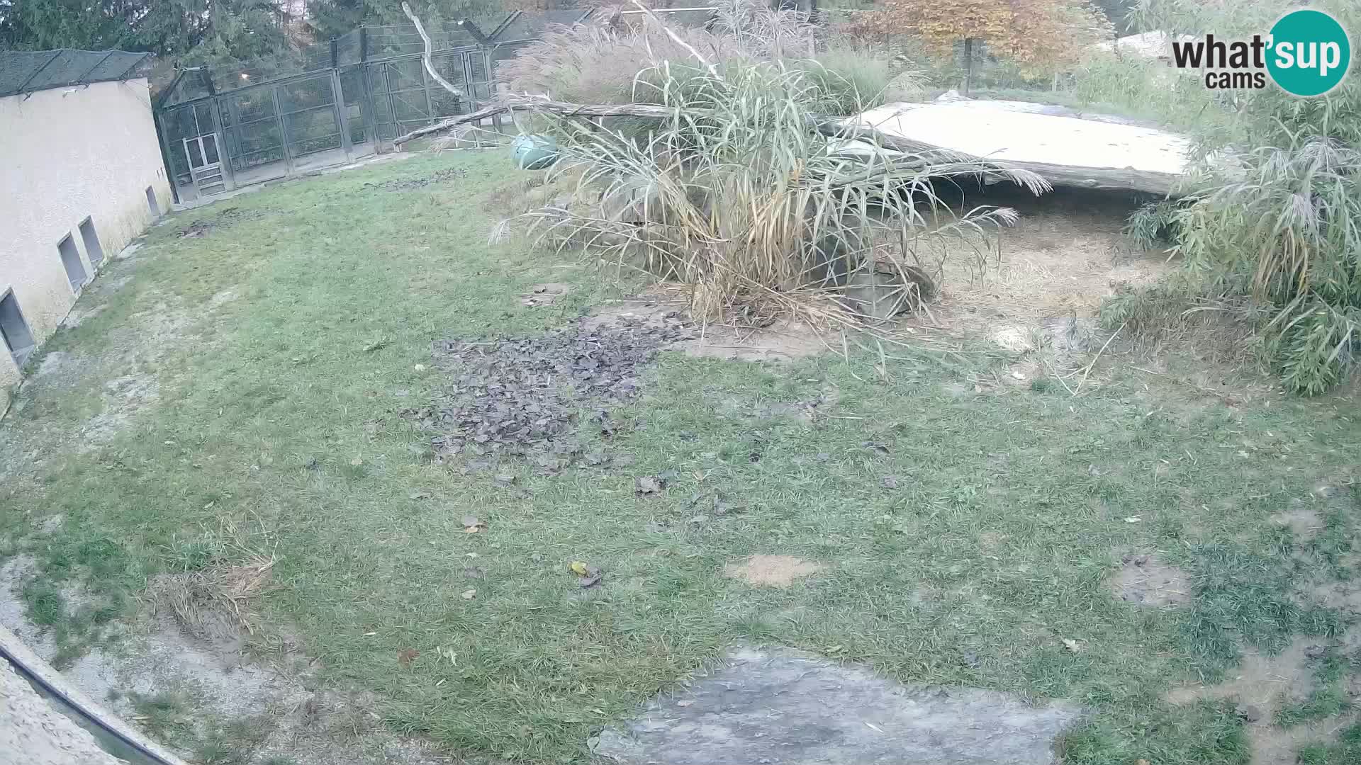 Lavovi web kamera uživo u ljubljanskom zoološkom vrtu – Slovenija