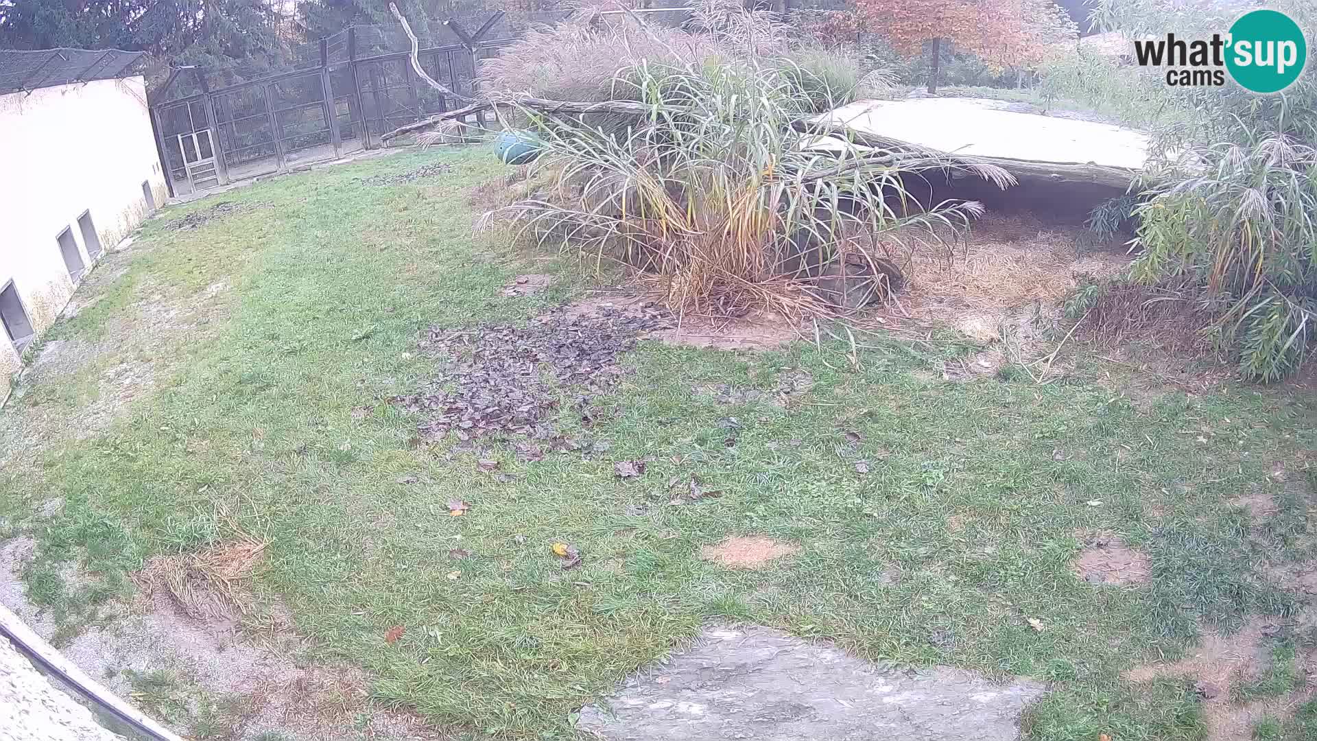 LION webcam en direct du zoo de Ljubljana – Slovénie