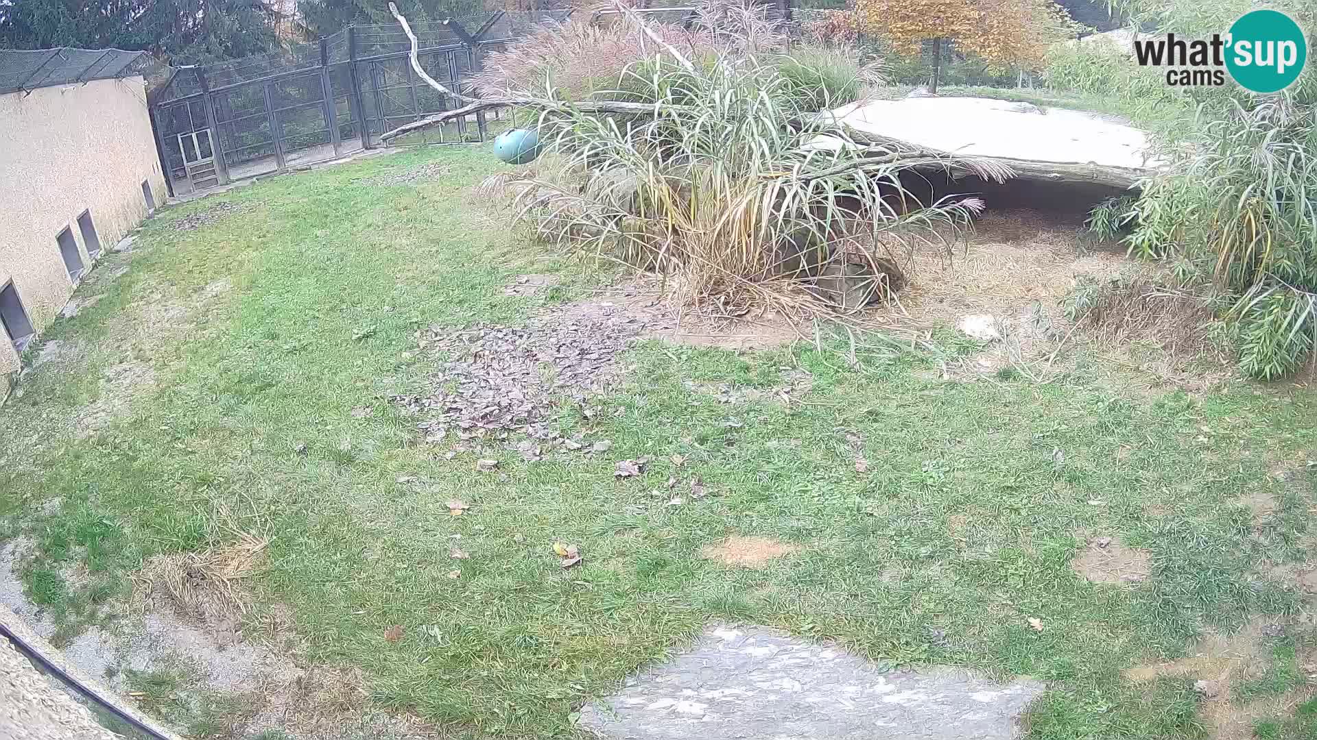 Lavovi web kamera uživo u ljubljanskom zoološkom vrtu – Slovenija