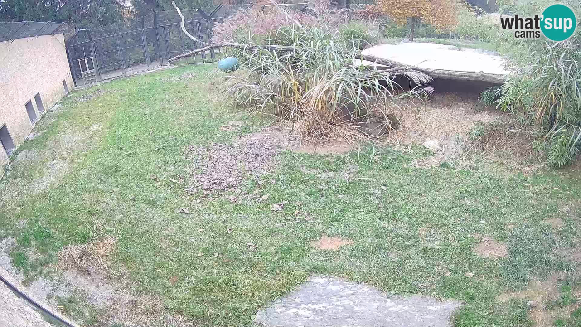 Lavovi web kamera uživo u ljubljanskom zoološkom vrtu – Slovenija