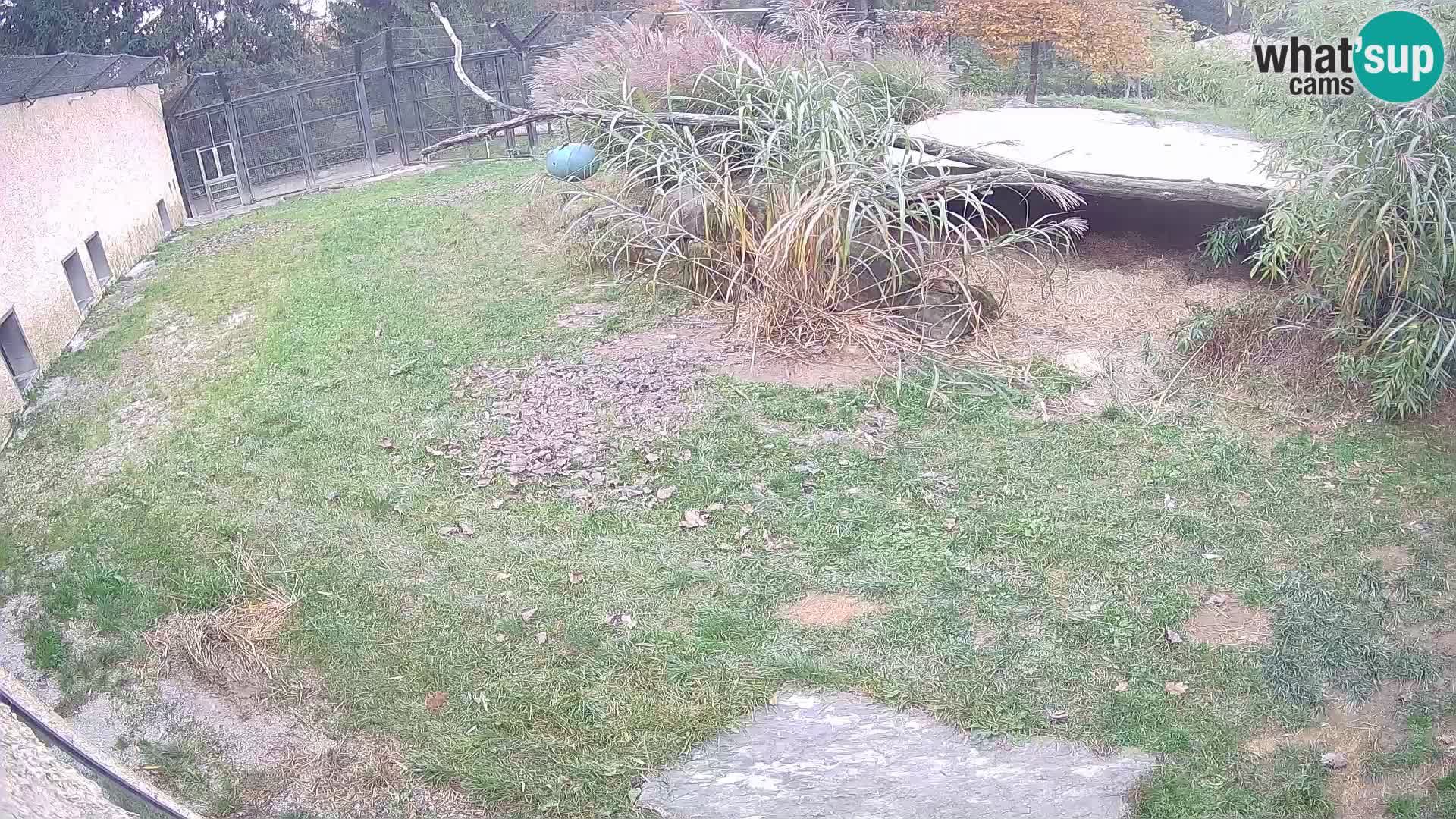 LION live Webcam in Ljubljana Zoo – Slovenia