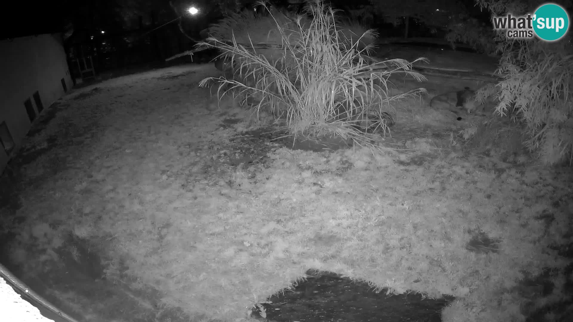 LION live Webcam in Ljubljana Zoo – Slovenia