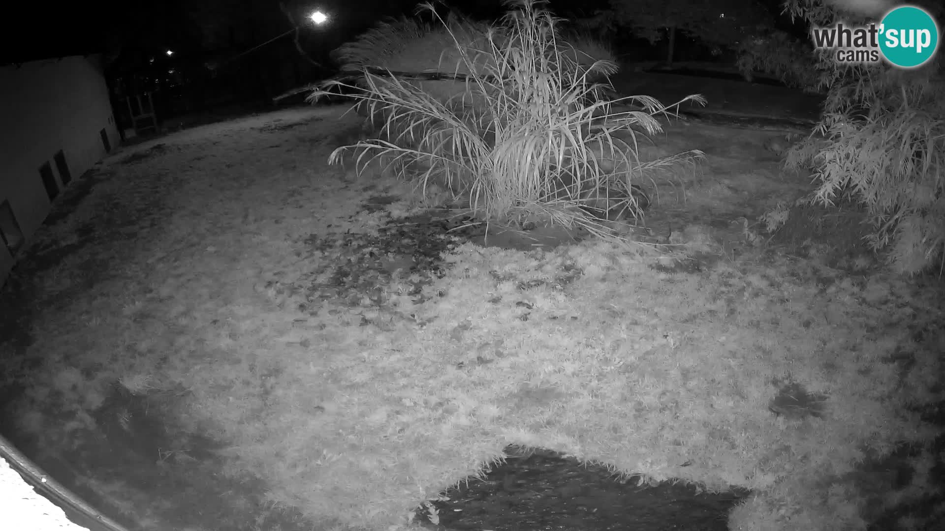 LION live Webcam in Ljubljana Zoo – Slovenia