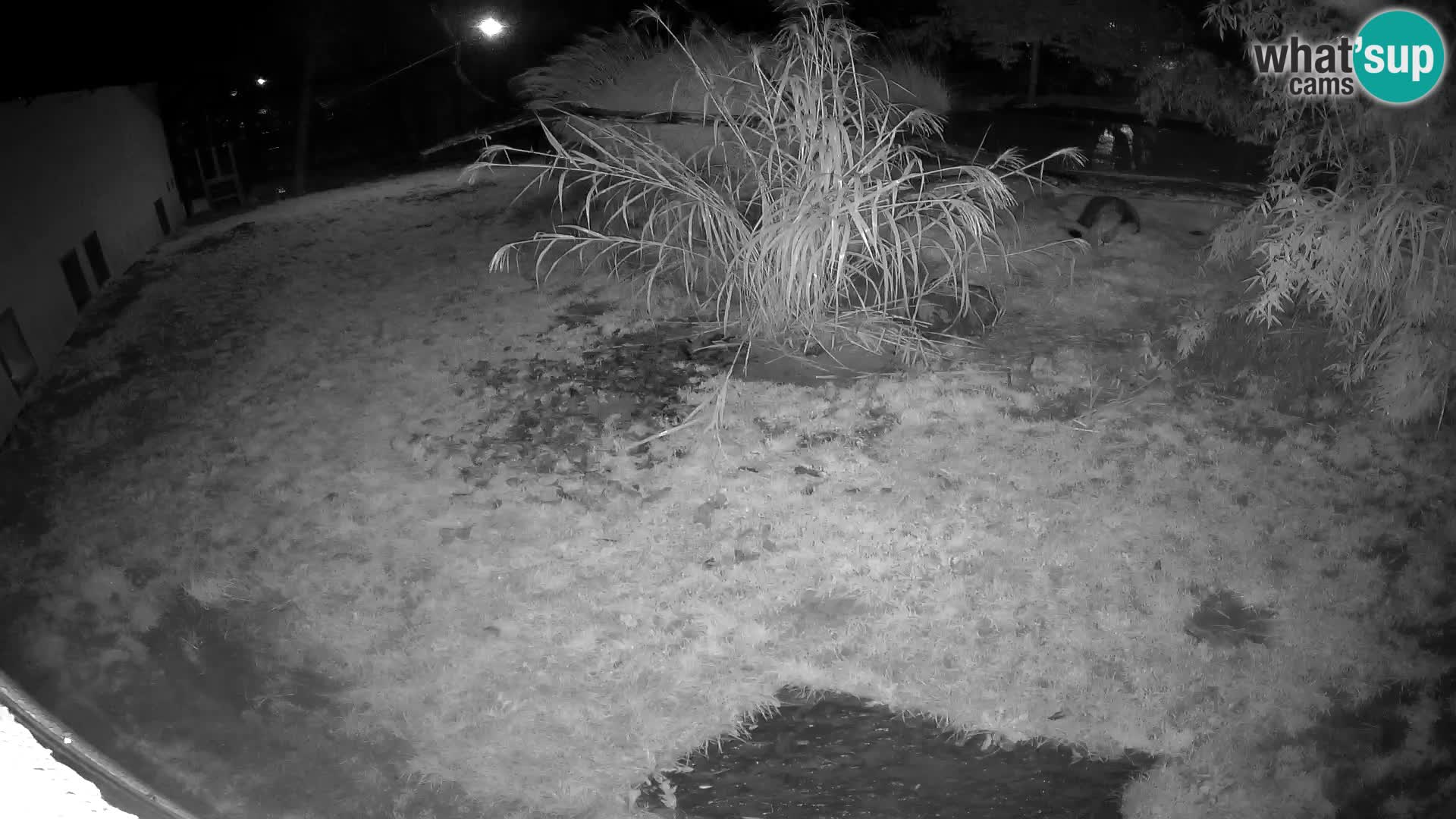 Löwe live Webcam im Zoo von Ljubljana – Slowenien
