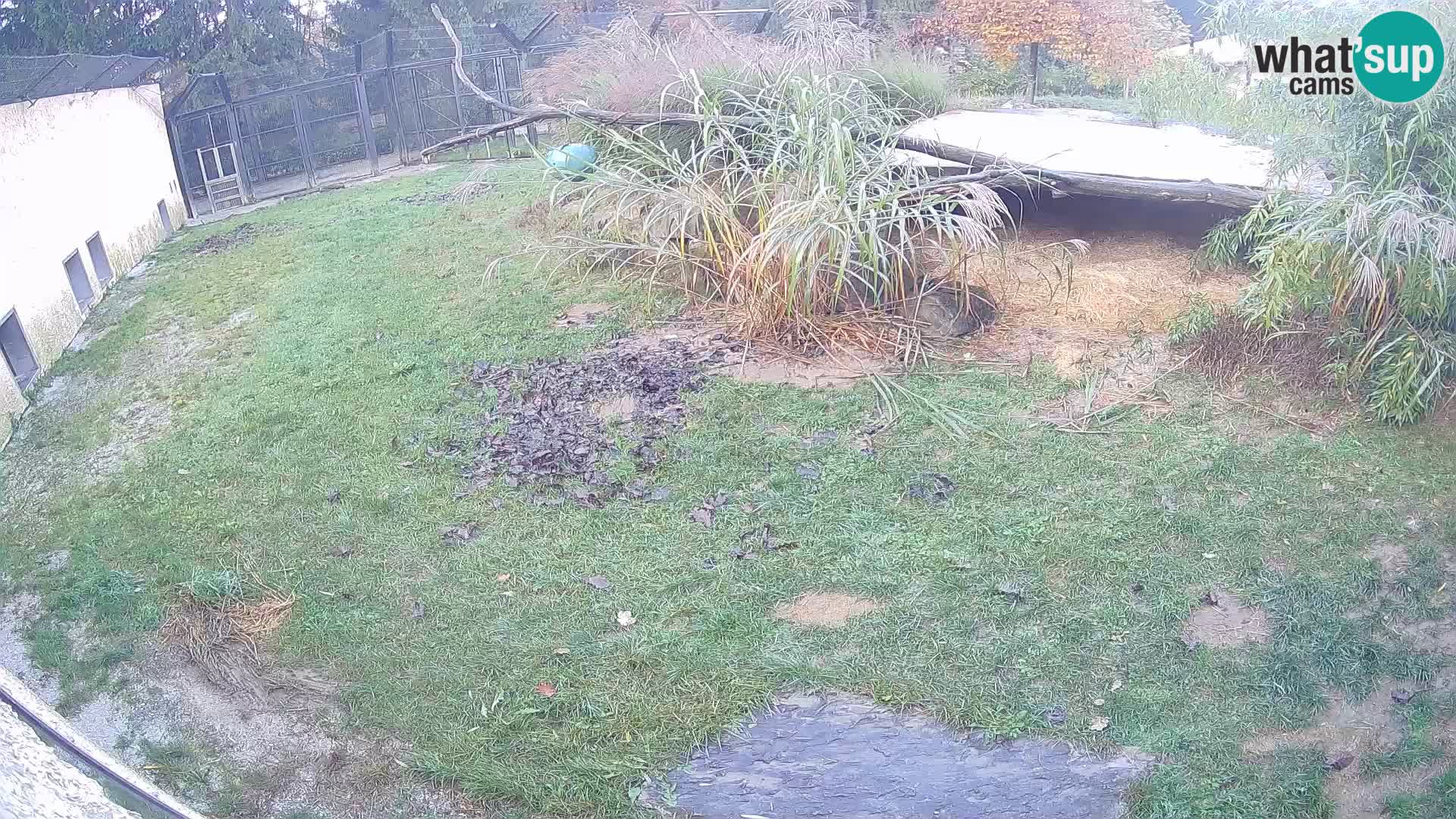 Lavovi web kamera uživo u ljubljanskom zoološkom vrtu – Slovenija