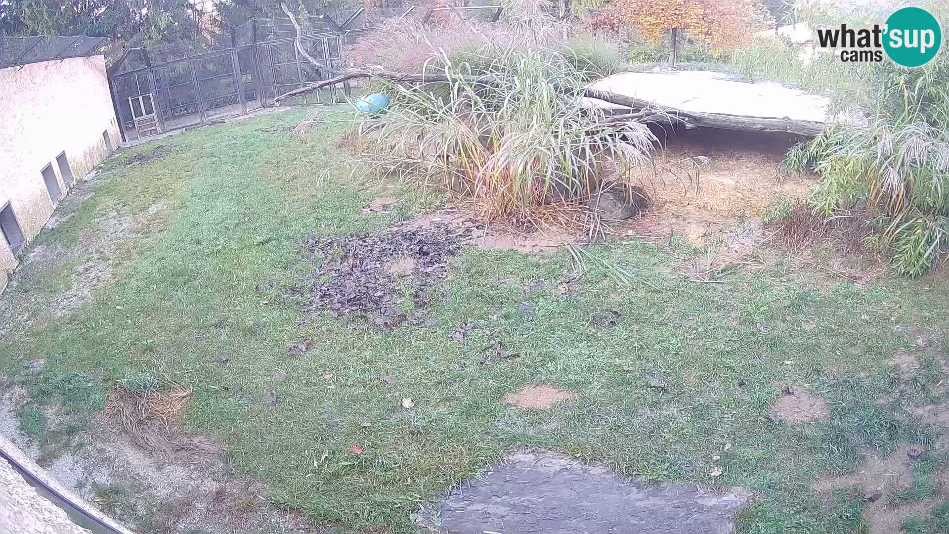 LION live Webcam in Ljubljana Zoo – Slovenia
