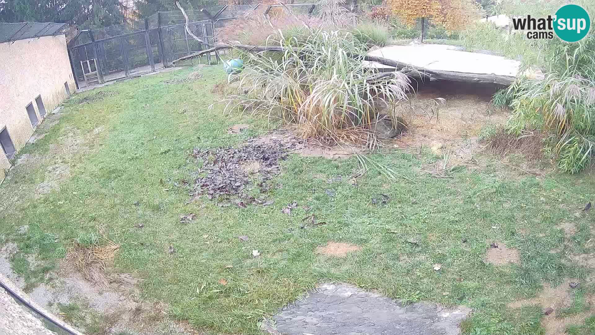 Löwe live Webcam im Zoo von Ljubljana – Slowenien