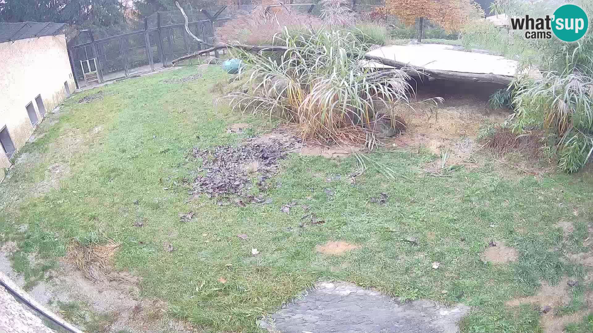 Löwe live Webcam im Zoo von Ljubljana – Slowenien