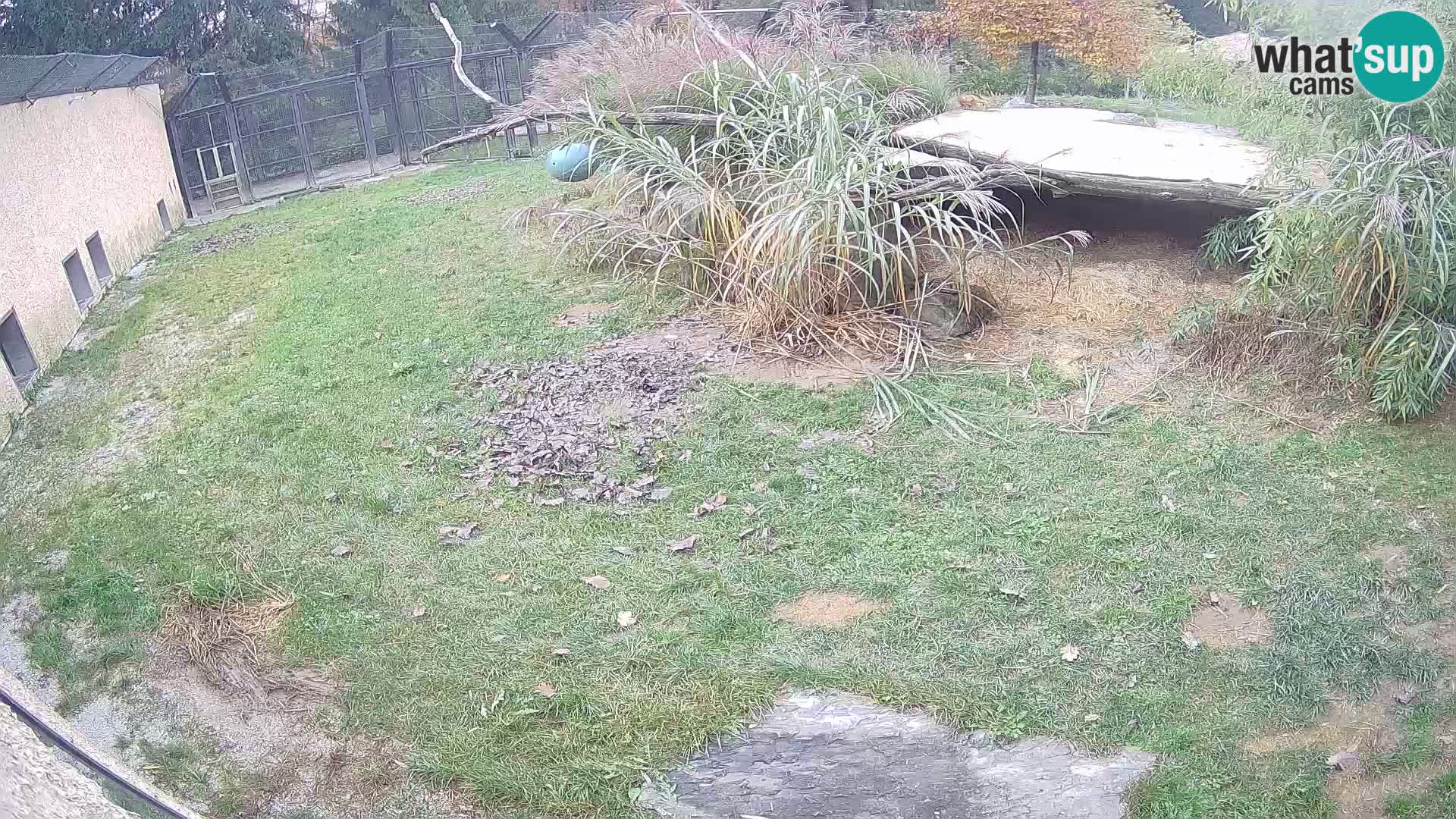 Löwe live Webcam im Zoo von Ljubljana – Slowenien