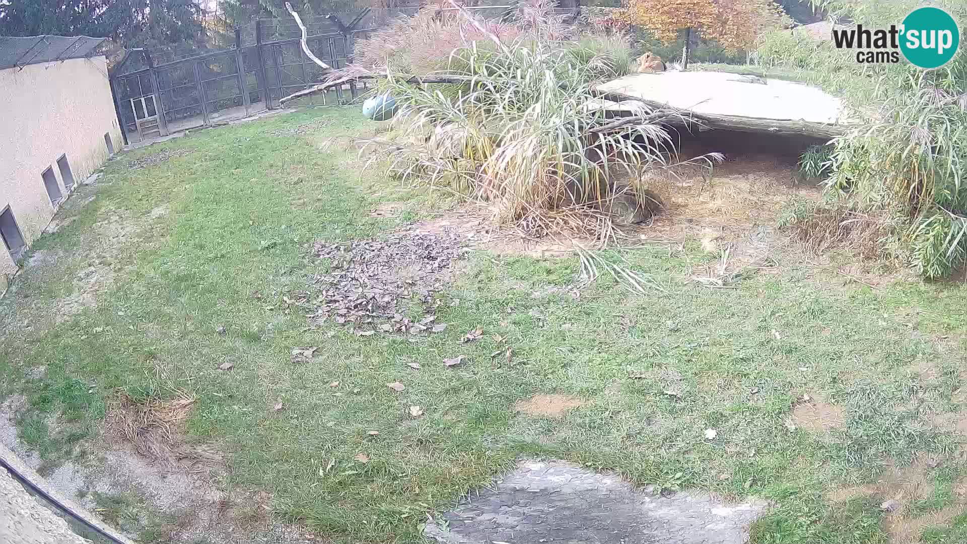 Löwe live Webcam im Zoo von Ljubljana – Slowenien