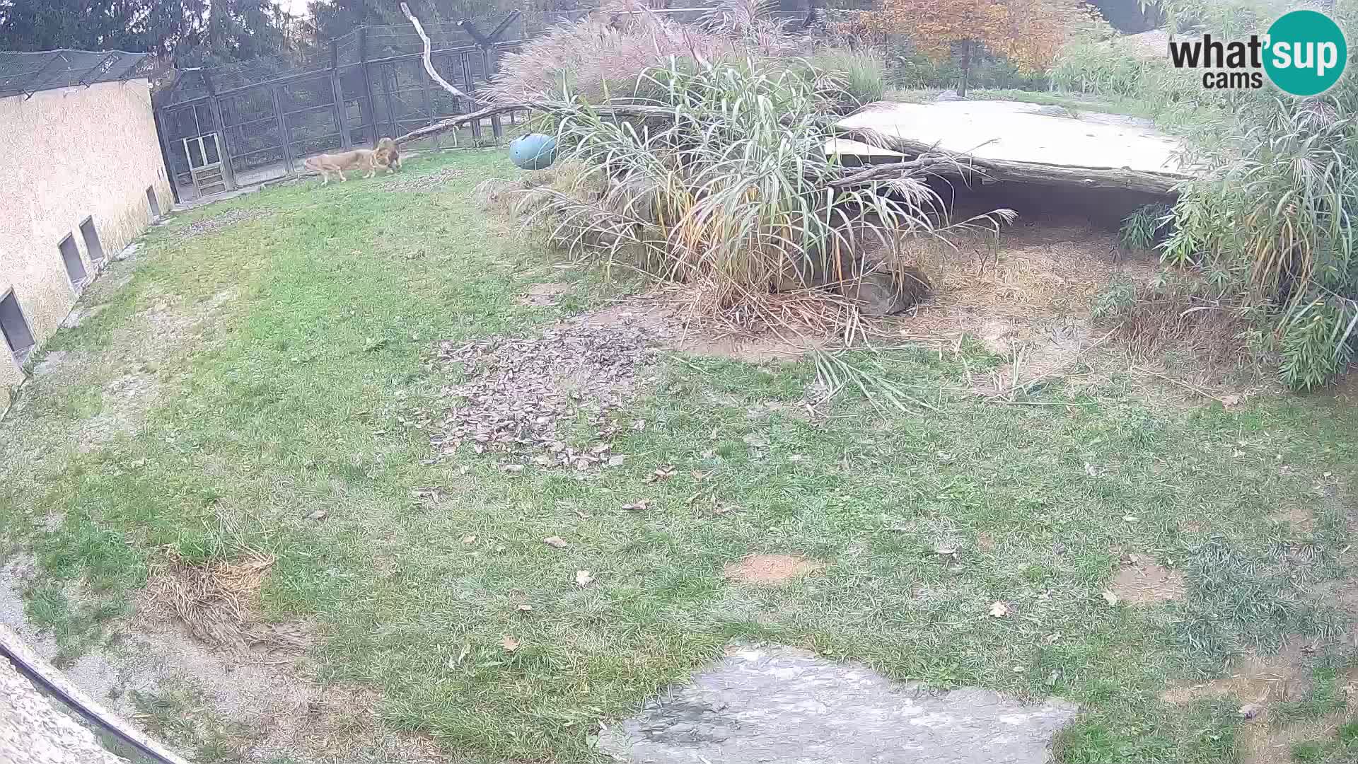 Löwe live Webcam im Zoo von Ljubljana – Slowenien