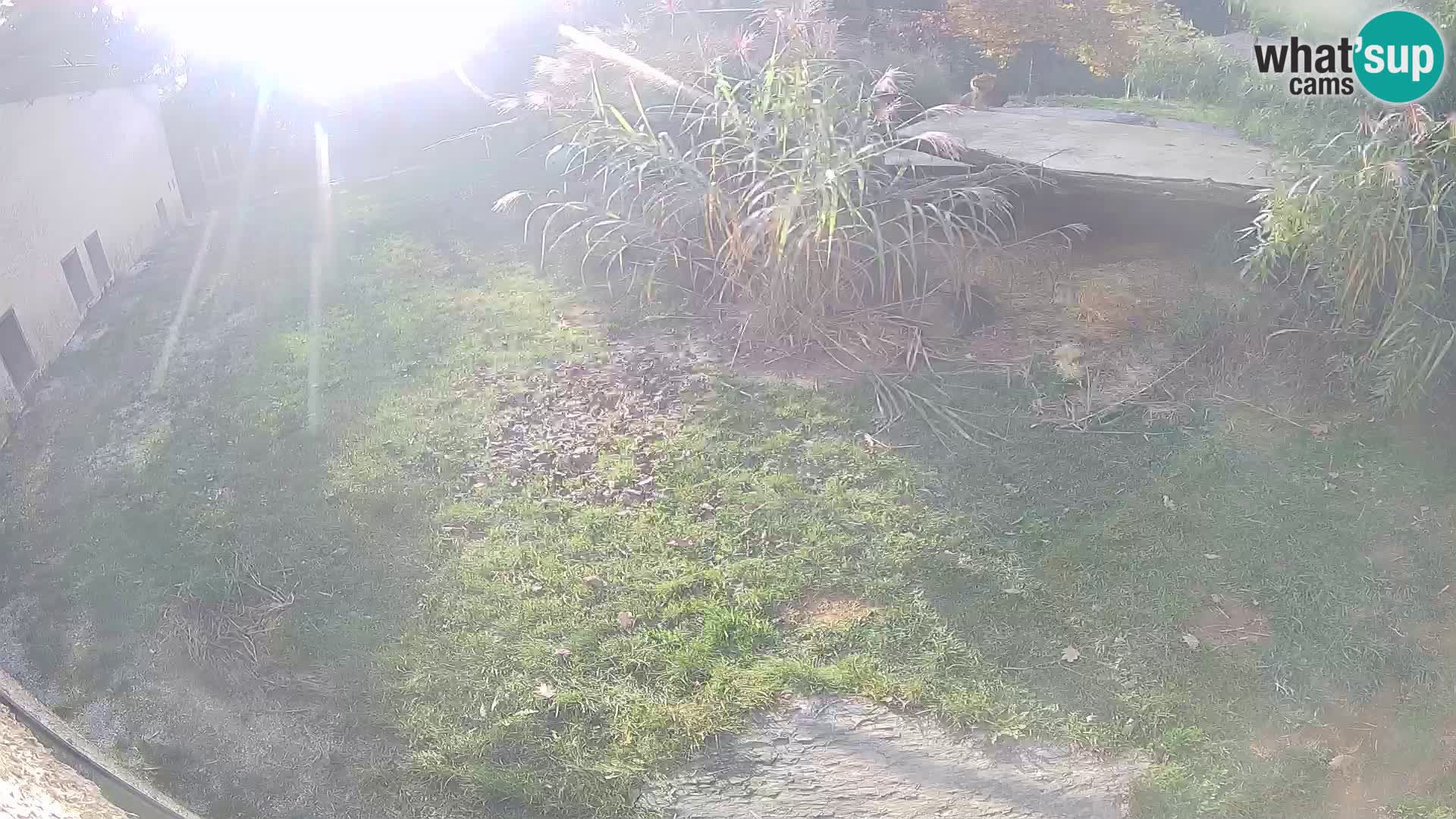 LEVI spletna kamera v živalskem vrtu Ljubljana Zoo