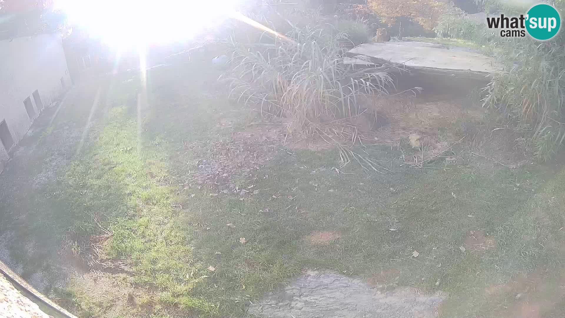 LEVI spletna kamera v živalskem vrtu Ljubljana Zoo