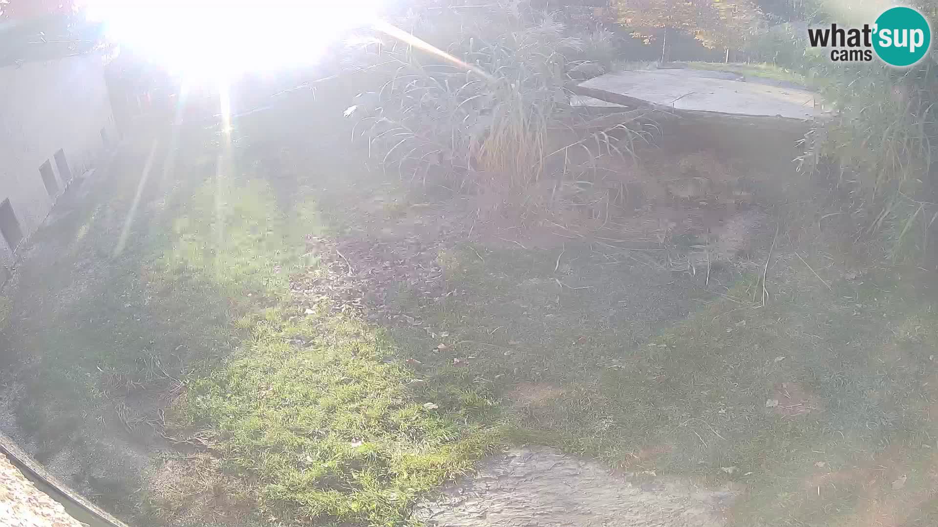 LEONE live Webcam nello zoo di Lubiana – Slovenia