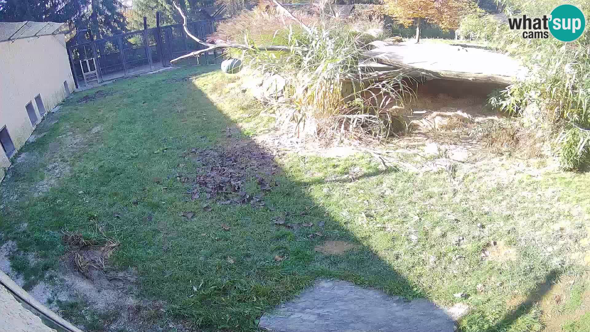 LION webcam en direct du zoo de Ljubljana – Slovénie