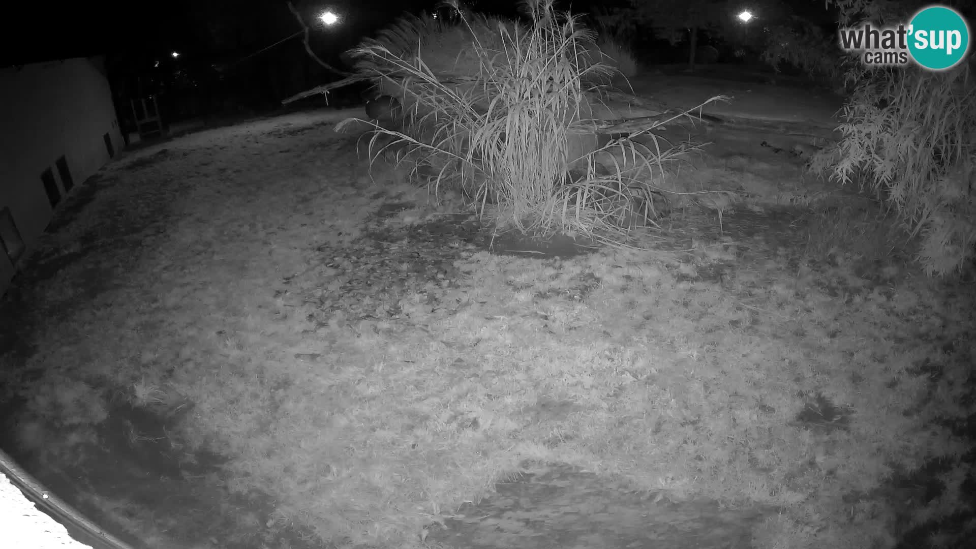 LEONE live Webcam nello zoo di Lubiana – Slovenia
