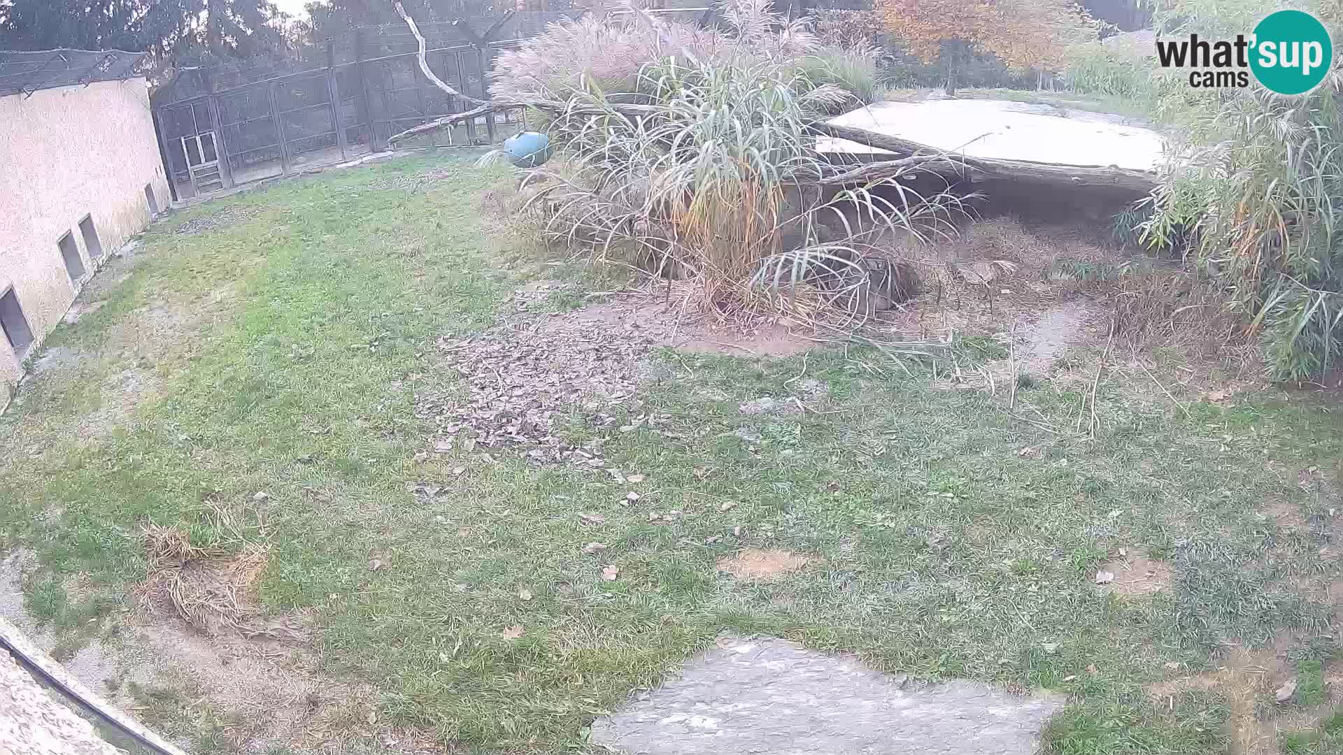 LION live Webcam in Ljubljana Zoo – Slovenia