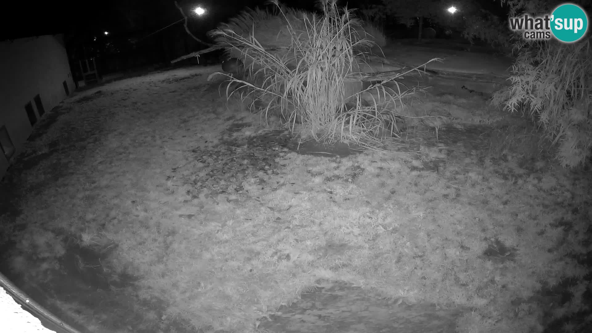 LEONE live Webcam nello zoo di Lubiana – Slovenia