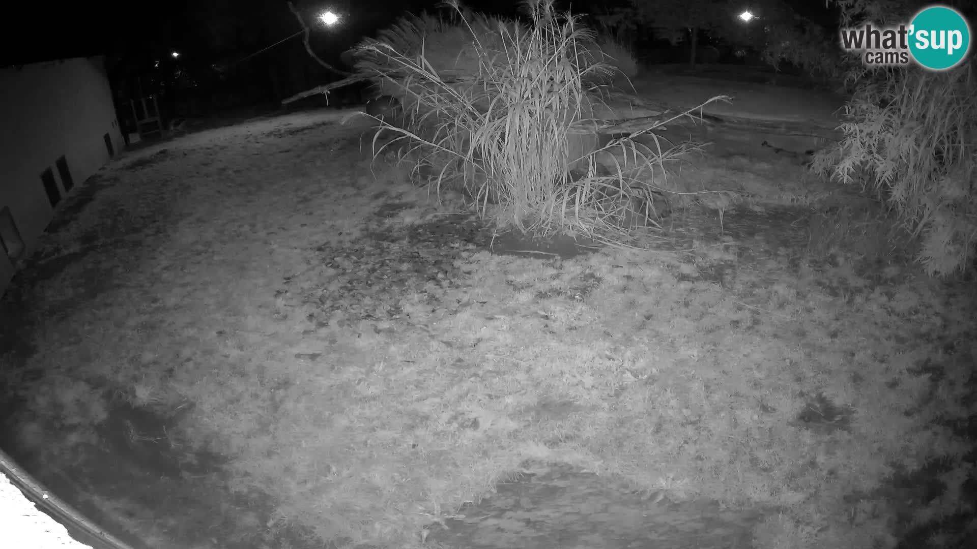 LEON Webcam en vivo en Ljubljana Zoo – Eslovenia