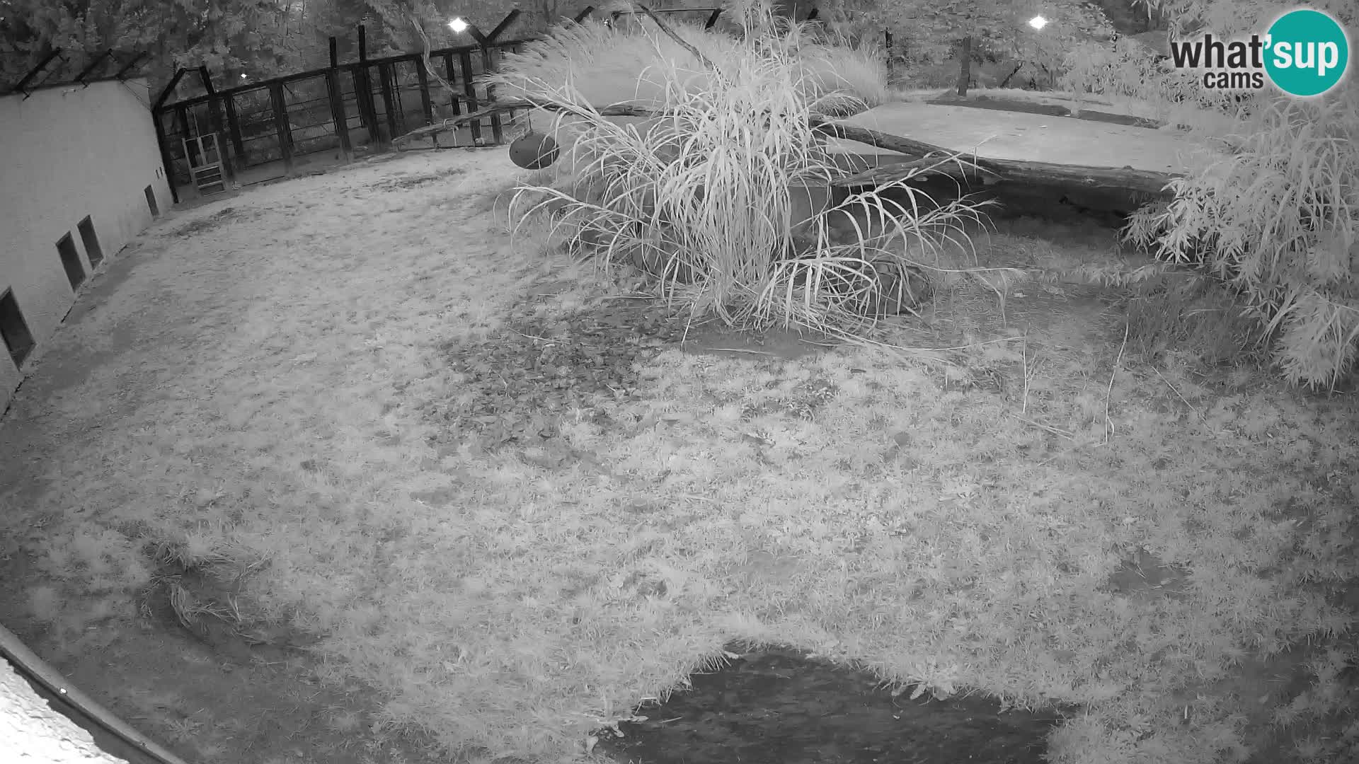 LEONE live Webcam nello zoo di Lubiana – Slovenia