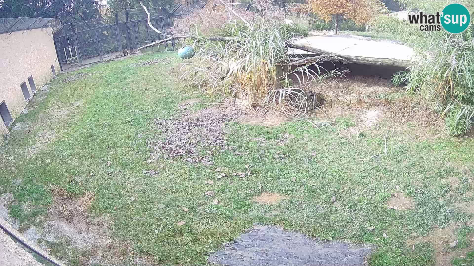 LEONE live Webcam nello zoo di Lubiana – Slovenia
