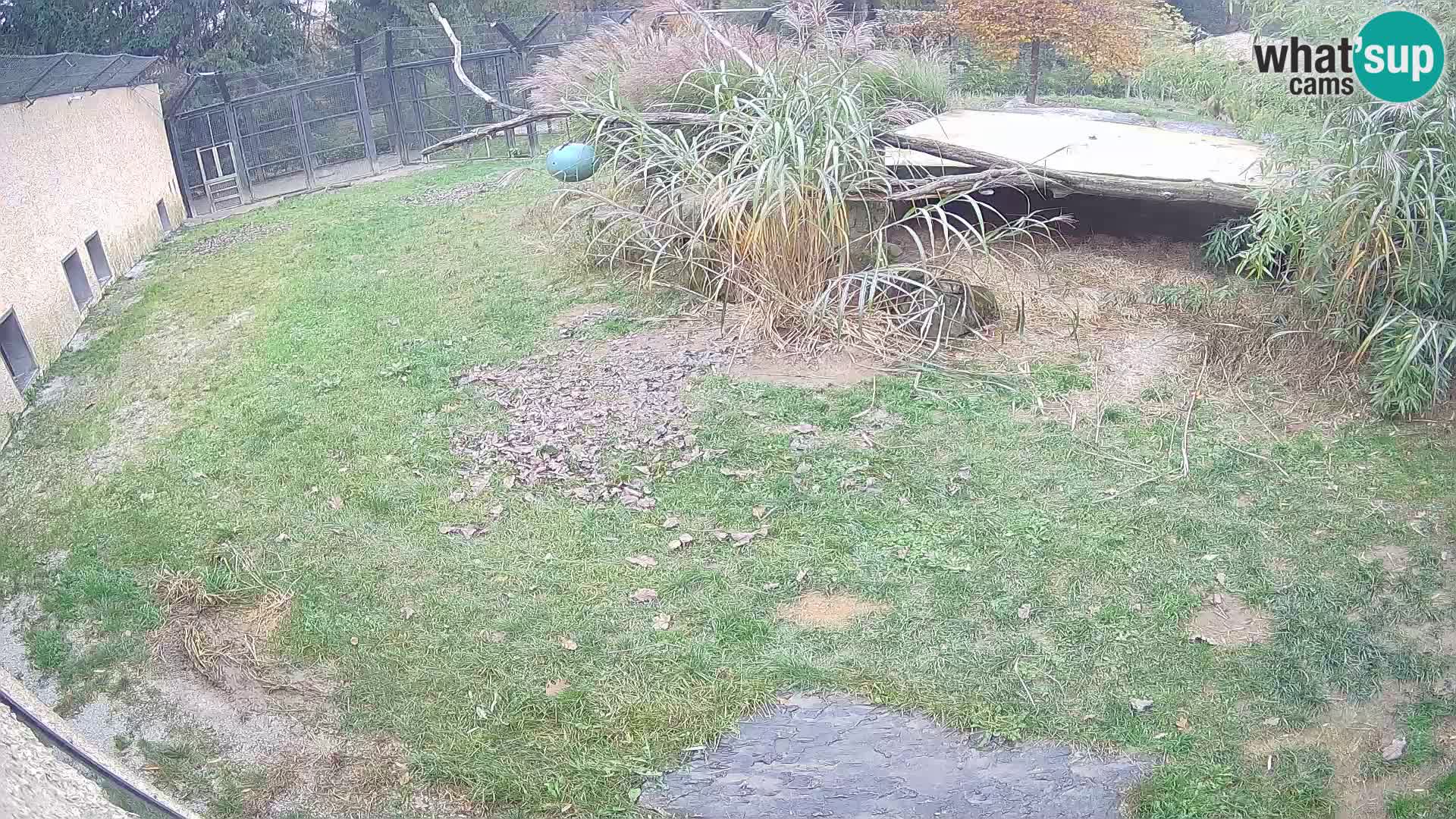 Löwe live Webcam im Zoo von Ljubljana – Slowenien