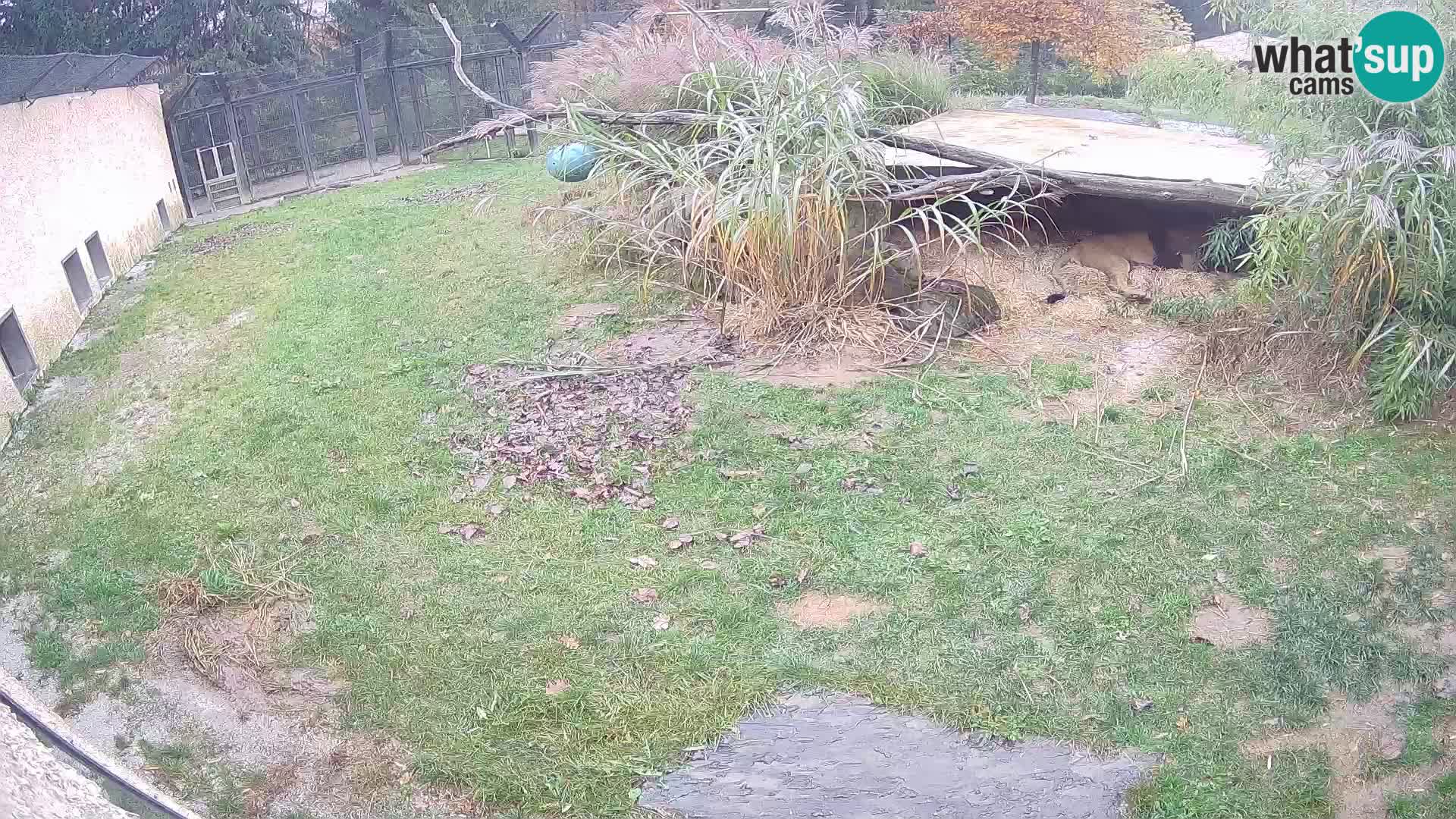LEONE live Webcam nello zoo di Lubiana – Slovenia