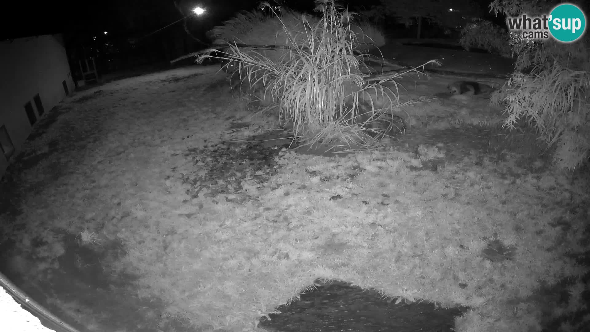 LEONE live Webcam nello zoo di Lubiana – Slovenia