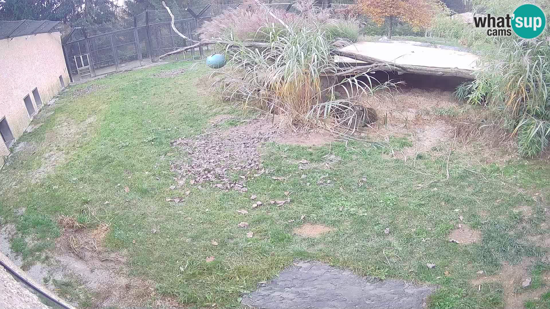 LEONE live Webcam nello zoo di Lubiana – Slovenia