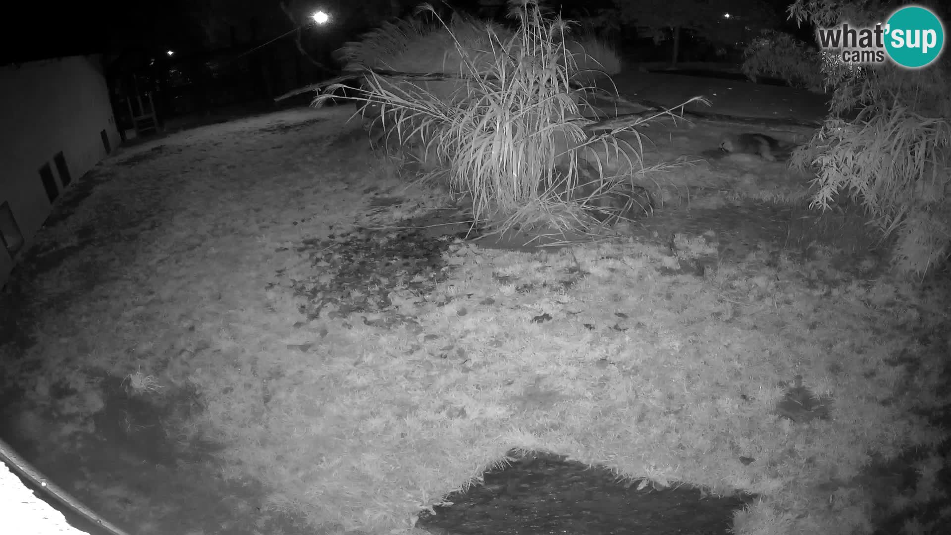 Lavovi web kamera uživo u ljubljanskom zoološkom vrtu – Slovenija