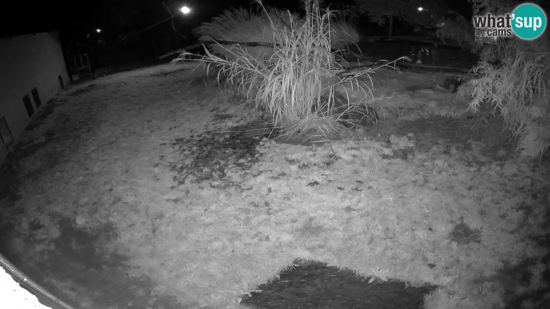 Lavovi web kamera uživo u ljubljanskom zoološkom vrtu – Slovenija