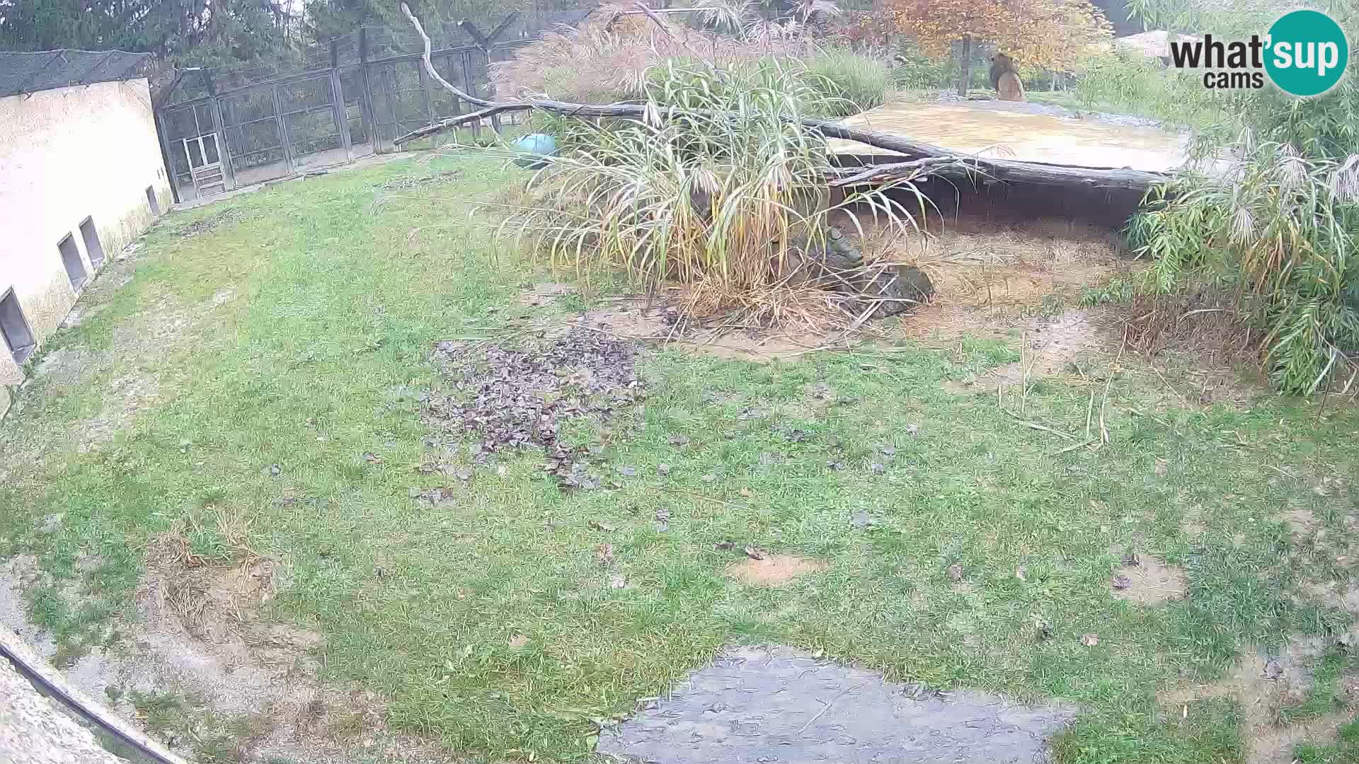 LEONE live Webcam nello zoo di Lubiana – Slovenia