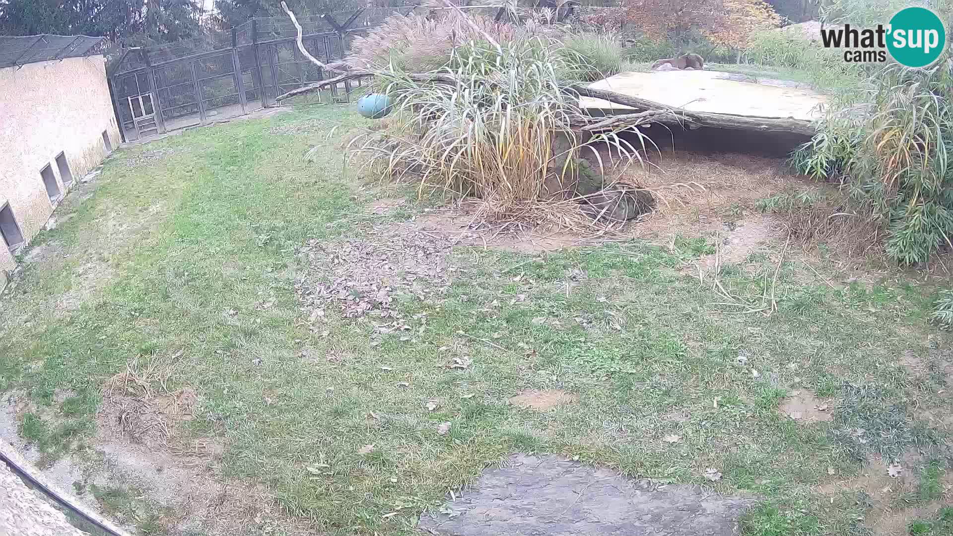 LION webcam en direct du zoo de Ljubljana – Slovénie